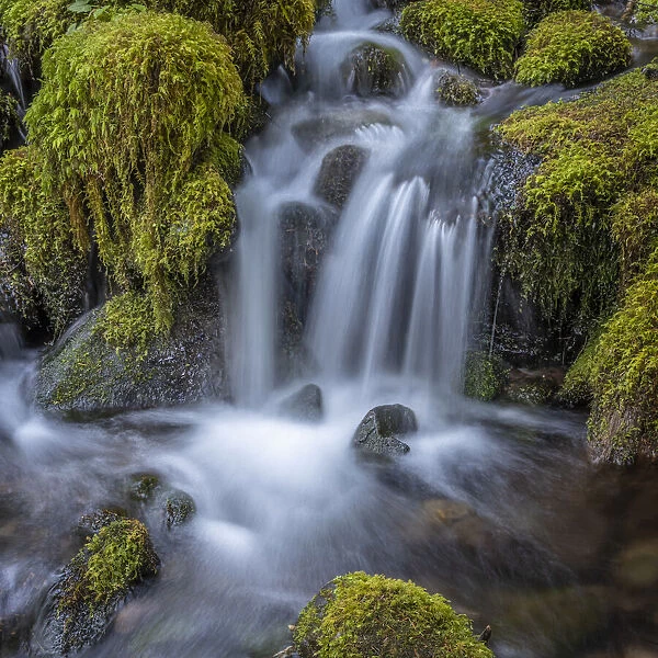 USA, Washington State, Olympic National Park. Cedar Creek cascades through moss- covered boulders