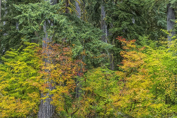 USA, Washington State, Olympic National Park. Vine maple trees in old growth forest in autumn