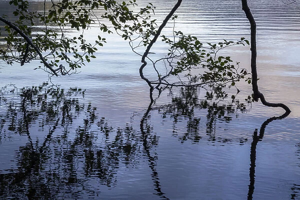 USA, Washington State, Olympic National Park. Alder tree overhanging Lake Crescent shore