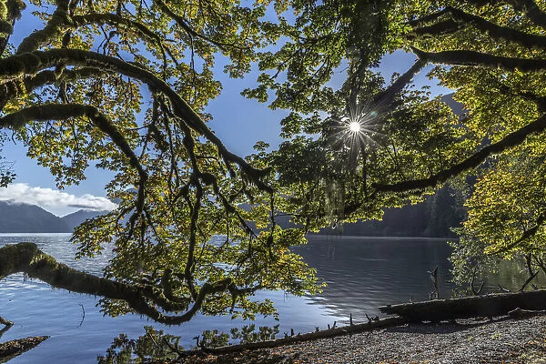 USA, Washington State, Olympic National Park. Alder tree branches overhang shore of Lake Crescent
