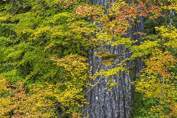 USA, Washington State, Olympic National Park. Vine maple trees in old growth forest in autumn