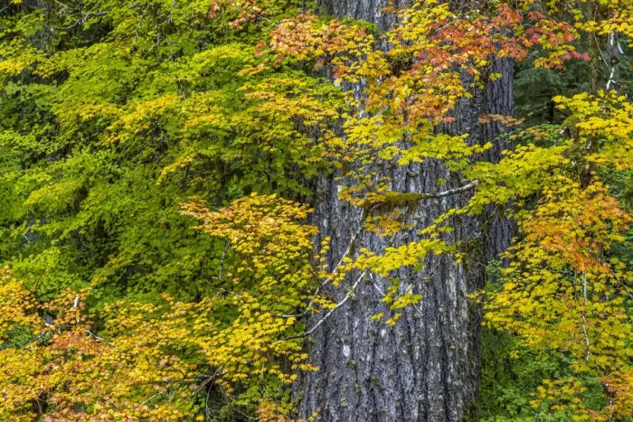 Framed Print : USA, Washington State, Olympic National Park. Vine maple trees in old growth forest in autumn Framed Print : USA, Washington State, Olympic National Park. Vine maple trees in old growth forest in autumn