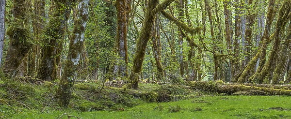USA, Washington State, Olympic National Park. Panoramic of mossy forest trees in spring