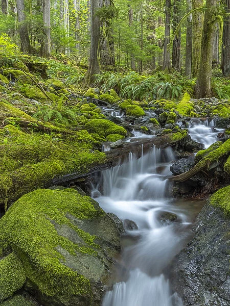 USA, Washington State, Olympic National Park. Stream waterfalls in mossy forest