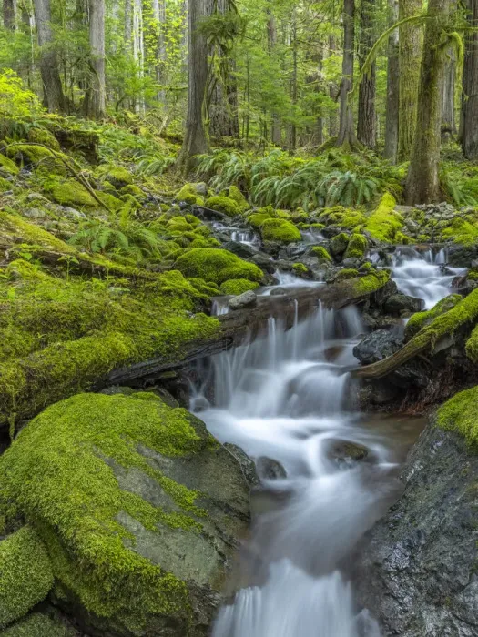 Framed Print : USA, Washington State, Olympic National Park. Stream waterfalls in mossy forest Framed Print : USA, Washington State, Olympic National Park. Stream waterfalls in mossy forest