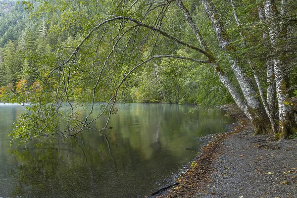 USA, Washington State, Olympic National Park. Alder trees overhanging Lake Crescent shore
