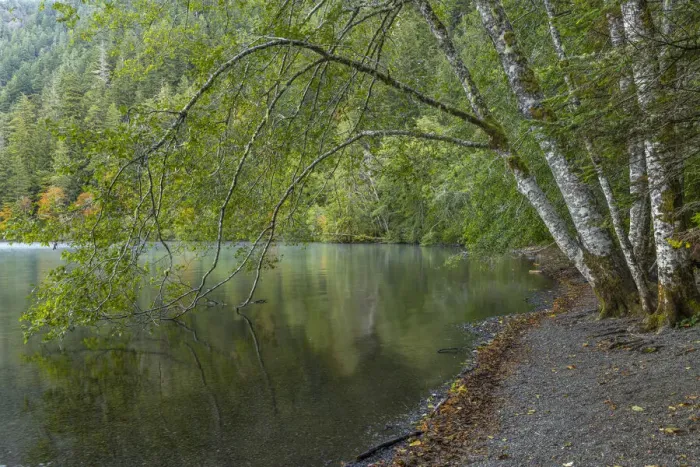 Framed Print : USA, Washington State, Olympic National Park. Alder trees overhanging Lake Crescent shore