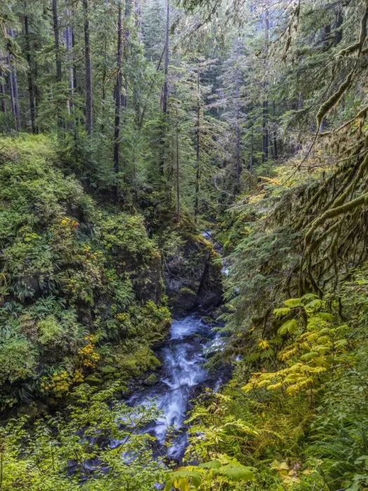 Framed Print : USA, Washington State, Olympic National Park. The Sol Duc River runs through forest Framed Print : USA, Washington State, Olympic National Park. The Sol Duc River runs through forest