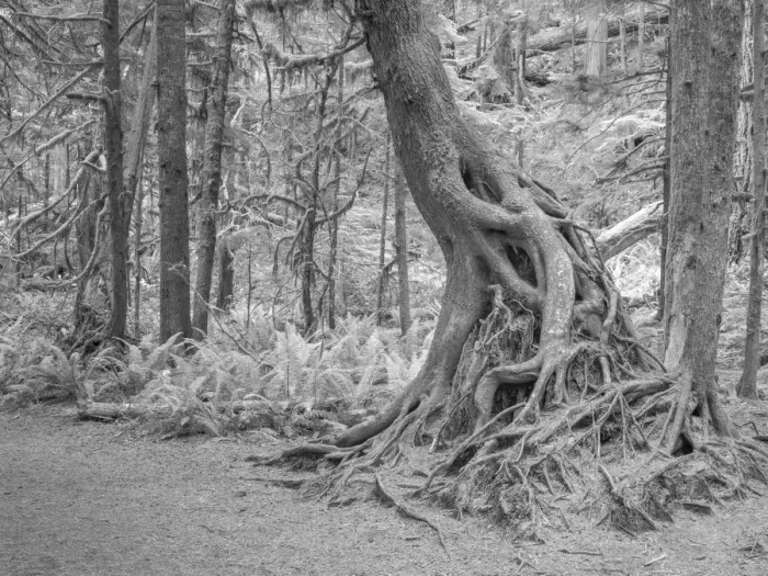 Framed Print : Usa, Washington State, Olympic National Park. Tangled rainforest roots of a rainforest tree struggle for survival in the Marymere Falls area Framed Print : Usa, Washington State, Olympic National Park. Tangled rainforest roots of a rainforest tree struggle for survival in the Marymere Falls area