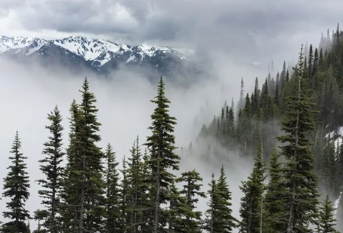 Framed Print : USA, Washington State, Olympic National Park, Hurricane Ridge. Fog bathes peaks and forest along Hurricane Ridge Road Framed Print : USA, Washington State, Olympic National Park, Hurricane Ridge. Fog bathes peaks and forest along Hurricane Ridge Road