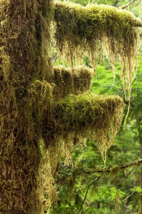 Framed Print : USA, Washington State, Olympic National Park. Sol Duc Trailhead, common witch's hair Framed Print : USA, Washington State, Olympic National Park. Sol Duc Trailhead, common witch's hair