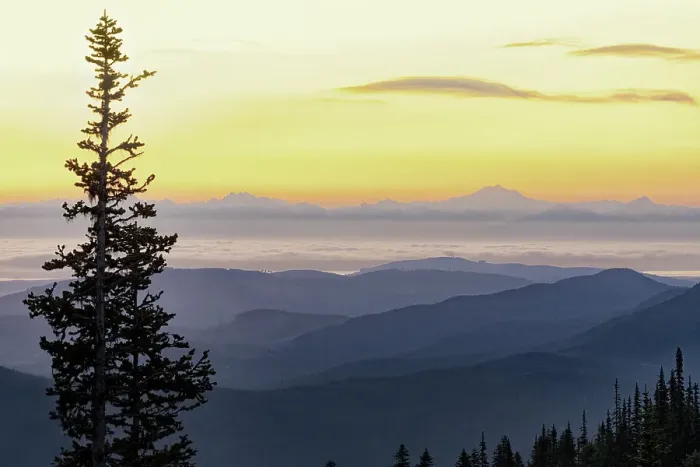 Framed Print : USA, Washington State, Olympic National Park. View from Hurricane Ridge before sunrise with a tree in the foreground
