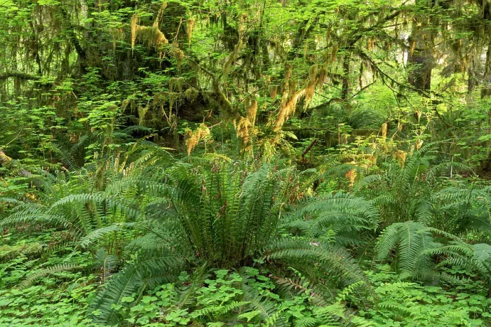 Framed Print : USA, Washington State, Olympic National Park, Hoh Rainforest. Ferns and lichens cover the forest floor