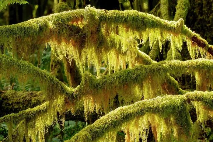 Framed Print : USA, Washington State, Olympic National Park. Dead branches are covered with mosses and lichen that glow in the sun