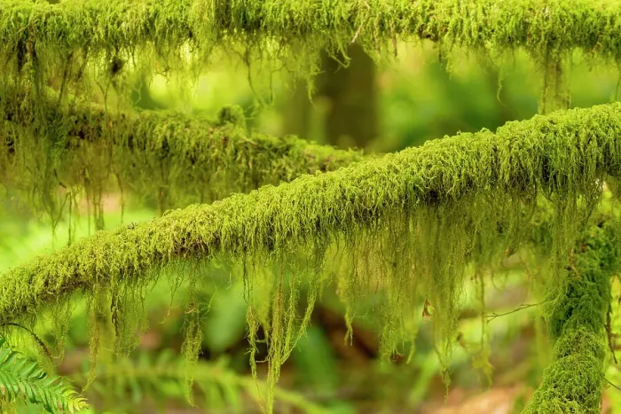 Framed Print : USA, Washington State, Olympic National Park. Dead branches are covered with mosses and lichen that glow in the sun