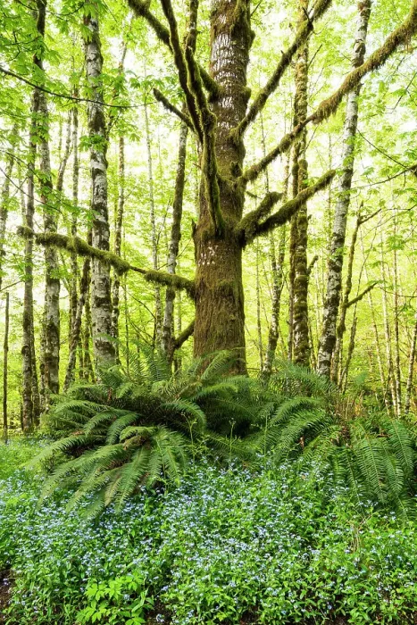 Framed Print : USA, Washington State, Olympic National Park. Dead moss covered tree rises above common sword ferns and forget-me-not flowers Framed Print : USA, Washington State, Olympic National Park. Dead moss covered tree rises above common sword ferns and forget-me-not flowers
