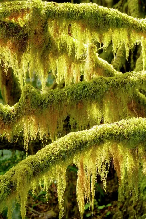 Framed Print : USA, Washington State, Olympic National Park. Dead branches are covered with mosses and lichen that glow in the sun