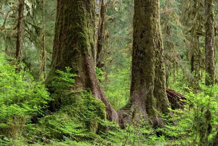 Framed Print : USA, Washington State, Olympic National Park, Hoh Rainforest. Trunks of ancient Sitka spruce are surrounded with huckleberry bushes