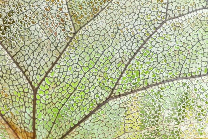 Framed Print : USA, Washington State, Olympic National Park. Close-up of skeletonized leaf pattern. ©Don Paulson / Jaynes Gallery / DanitaDelimont.com Framed Print : USA, Washington State, Olympic National Park. Close-up of skeletonized leaf pattern. ©Don Paulson / Jaynes Gallery / DanitaDelimont.com