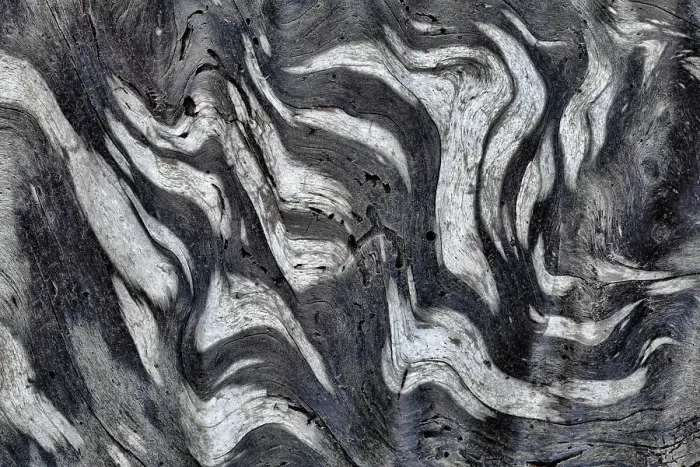 Framed Print : USA, Washington State, Olympic National Park. Black and white close-up of patterns in driftwood. ©Don Paulson / Jaynes Gallery / DanitaDelimont.com Framed Print : USA, Washington State, Olympic National Park. Black and white close-up of patterns in driftwood. ©Don Paulson / Jaynes Gallery / DanitaDelimont.com