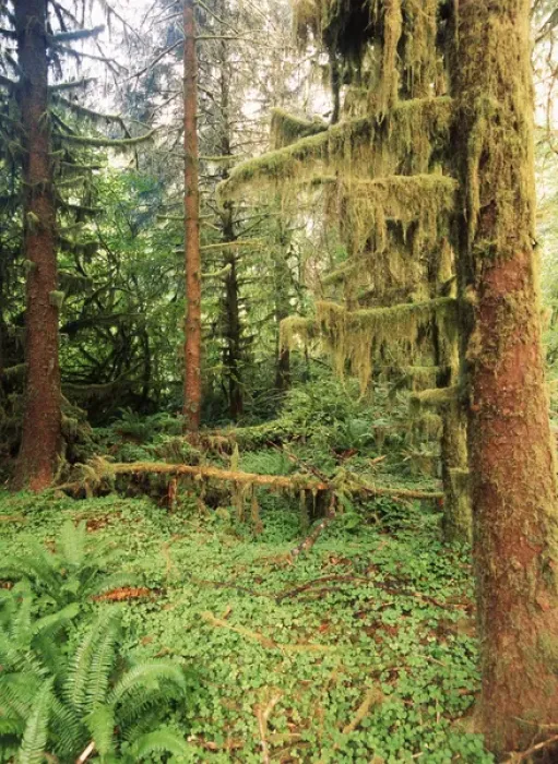 Framed Print : USA, Washington State, Olympic Peninsula, Olympic National Park, Lush and fern in Framed Print : USA, Washington State, Olympic Peninsula, Olympic National Park, Lush and fern in