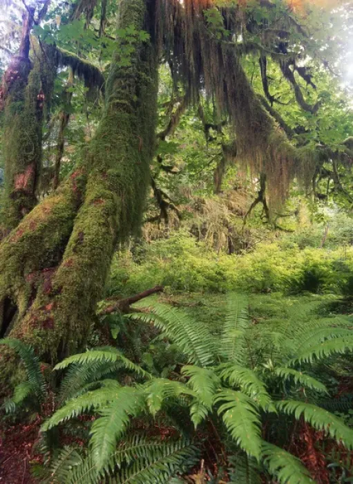 Framed Print : USA, Washington State, Olympic Peninsula, Olympic National Park, Lush and fern in