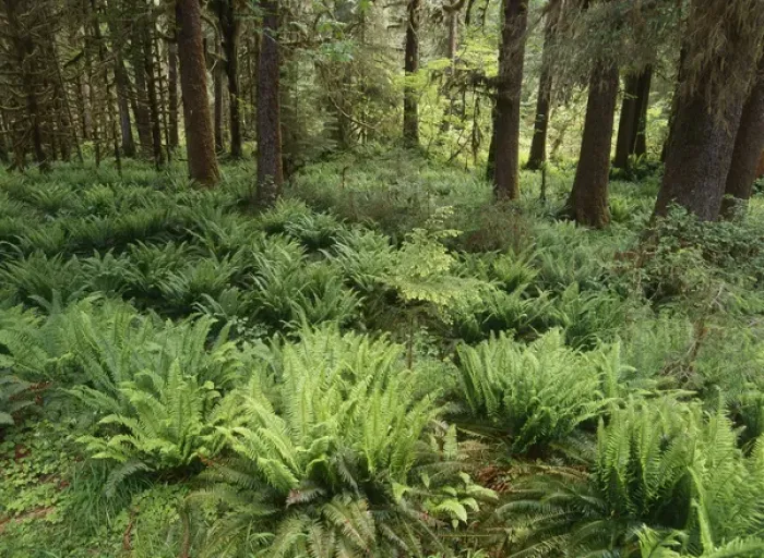 Framed Print : USA, Washington State, Olympic Peninsula, Olympic National Park, Lush and fern in Framed Print : USA, Washington State, Olympic Peninsula, Olympic National Park, Lush and fern in
