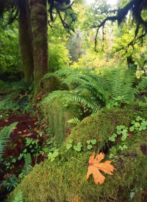 Framed Print : USA, Washington State, Olympic Peninsula, Olympic National Park, View of Hoh rainforest