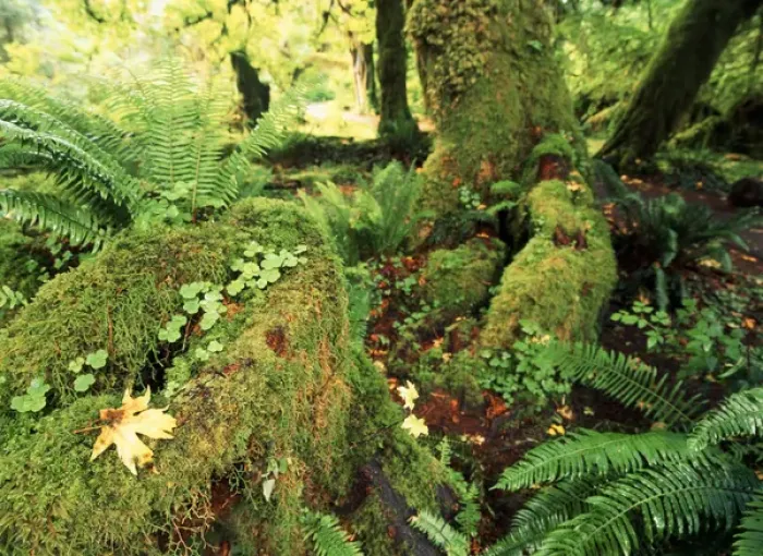 Framed Print : USA, Washington State, Olympic Peninsula, Olympic National Park, View of Hoh rainforest Framed Print : USA, Washington State, Olympic Peninsula, Olympic National Park, View of Hoh rainforest