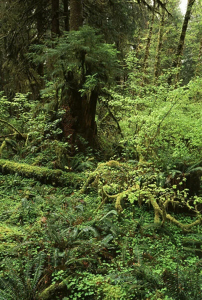USA, Washington State, Olympic Peninsula, Lush green rainforest in Olympic National Park