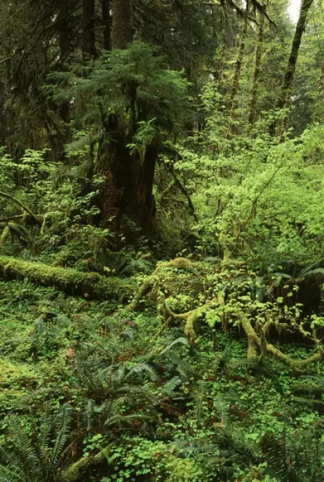 Framed Print : USA, Washington State, Olympic Peninsula, Lush green rainforest in Olympic National Park Framed Print : USA, Washington State, Olympic Peninsula, Lush green rainforest in Olympic National Park