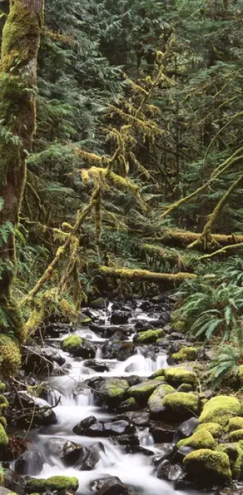 Framed Print : USA, Washington State, Olympic Peninsula, Olympic National Park, Stream flowing through Framed Print : USA, Washington State, Olympic Peninsula, Olympic National Park, Stream flowing through