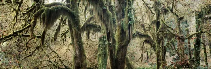 Framed Print : USA, Washington State, Olympic Peninsula, Olympic National Park, Hoh Rainforest Framed Print : USA, Washington State, Olympic Peninsula, Olympic National Park, Hoh Rainforest