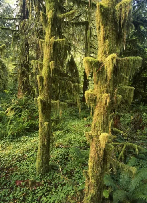 Framed Print : USA, Washington State, Olympic Peninsula, Olympic National Park, Lush and fern in Framed Print : USA, Washington State, Olympic Peninsula, Olympic National Park, Lush and fern in