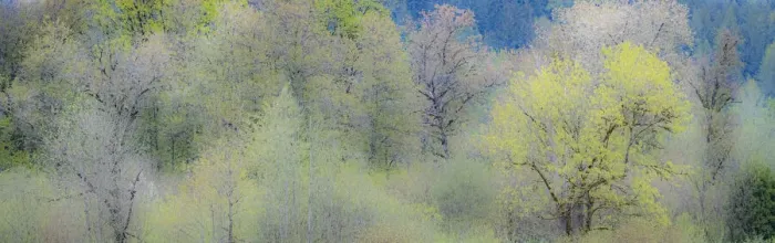 Framed Print : USA, Washington State, Pacific Northwest, Fall City springtime and Cottonwood trees just budding out Framed Print : USA, Washington State, Pacific Northwest, Fall City springtime and Cottonwood trees just budding out