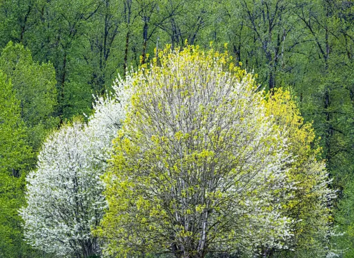 Framed Print : USA, Washington State, Pacific Northwest, Fall City springtime and flowering wild Cherry amongst Cottonwood trees Framed Print : USA, Washington State, Pacific Northwest, Fall City springtime and flowering wild Cherry amongst Cottonwood trees