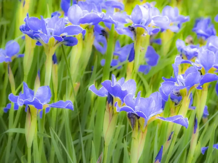Framed Print : USA, Washington State, Pacific Northwest, Bellevue and the Bellevue Botanical Gardens springtime Framed Print : USA, Washington State, Pacific Northwest, Bellevue and the Bellevue Botanical Gardens springtime