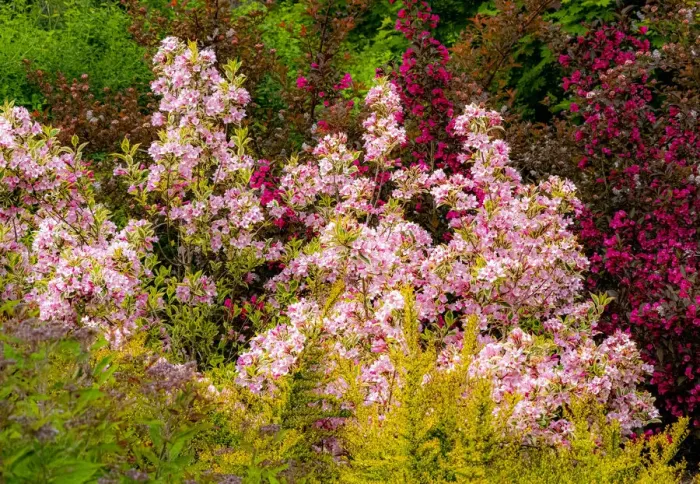 Framed Print : USA, Washington State, Pacific Northwest, Bellevue and the Bellevue Botanical Gardens springtime Framed Print : USA, Washington State, Pacific Northwest, Bellevue and the Bellevue Botanical Gardens springtime