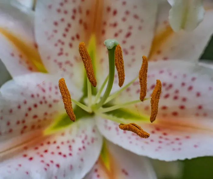 Framed Print : USA, Washington State, Pacific Northwest, Sammamish Oriental Lily close-up Framed Print : USA, Washington State, Pacific Northwest, Sammamish Oriental Lily close-up