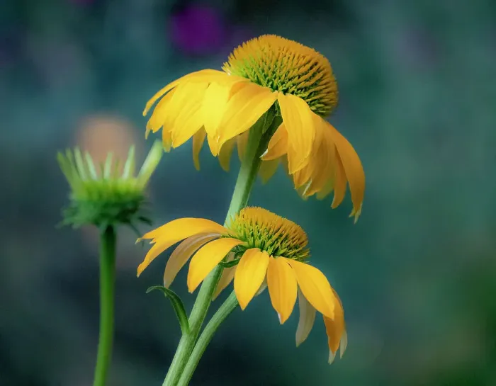 Framed Print : USA, Washington State, Pacific Northwest, Sammamish yellow cone flower Framed Print : USA, Washington State, Pacific Northwest, Sammamish yellow cone flower