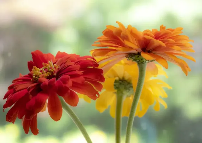 Framed Print : USA, Washington State, Pacific Northwest, Sammamish close-up of State Fair Zinnia Framed Print : USA, Washington State, Pacific Northwest, Sammamish close-up of State Fair Zinnia
