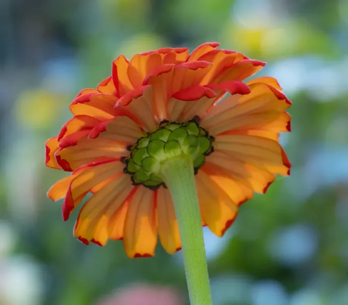 Framed Print : USA, Washington State, Pacific Northwest, Sammamish close-up of State Fair Zinnia Framed Print : USA, Washington State, Pacific Northwest, Sammamish close-up of State Fair Zinnia