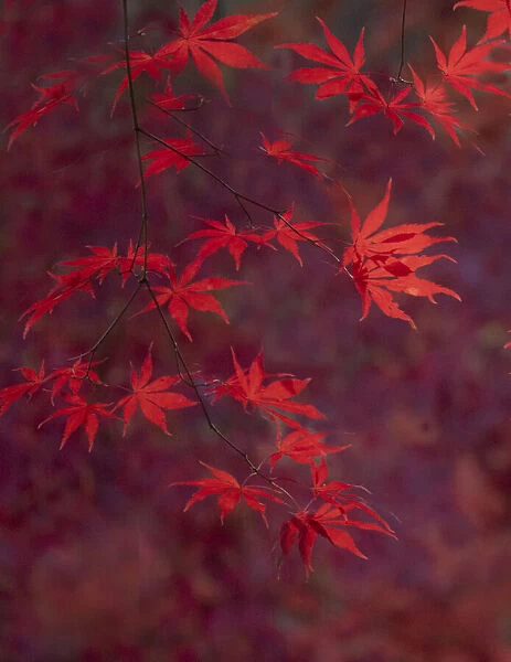 USA, Washington State, Pacific Northwest, Sammamish and red Japanese Maple leaves