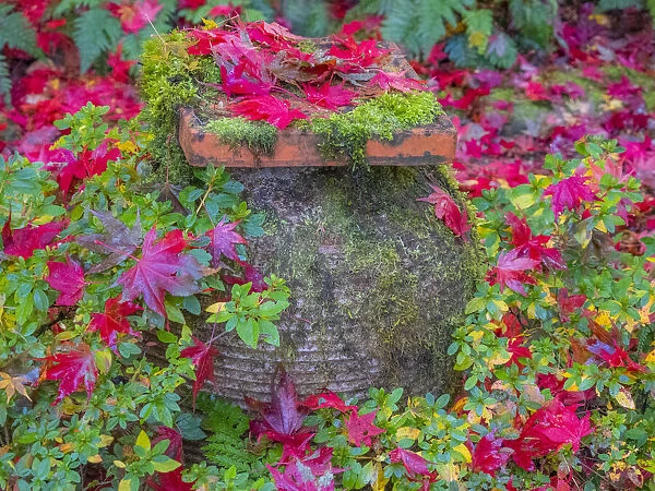 USA, Washington State, Pacific Northwest, Sammamish and red Japanese Maple leaves fallen around pot