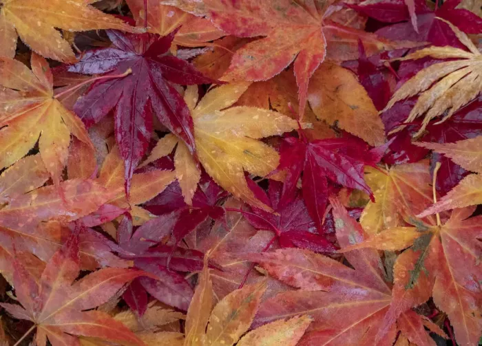Framed Print : USA, Washington State, Pacific Northwest, Sammamish and red Japanese Maple leaves fallen on ground Framed Print : USA, Washington State, Pacific Northwest, Sammamish and red Japanese Maple leaves fallen on ground