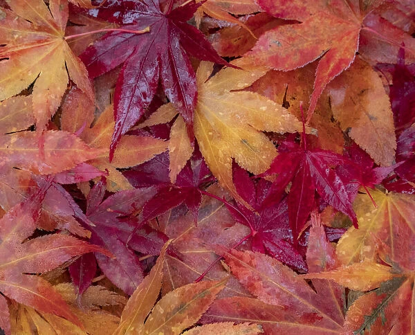 USA, Washington State, Pacific Northwest, Sammamish and red Japanese Maple leaves fallen on ground