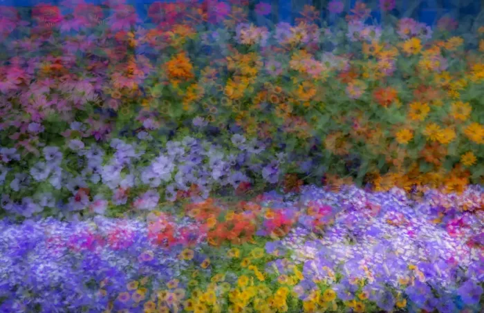 Framed Print : USA, Washington State, Pacific Northwest, Sammamish colorful flowers and blue picket fence multi exposures Framed Print : USA, Washington State, Pacific Northwest, Sammamish colorful flowers and blue picket fence multi exposures