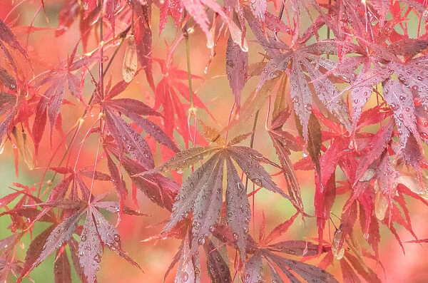 USA, Washington State, Pacific Northwest, Sammamish and red Japanese Maple leaves with dewdrops