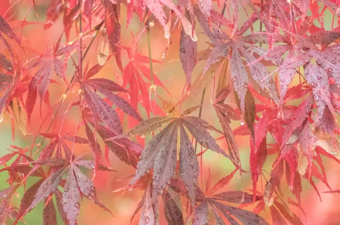 Framed Print : USA, Washington State, Pacific Northwest, Sammamish and red Japanese Maple leaves with dewdrops Framed Print : USA, Washington State, Pacific Northwest, Sammamish and red Japanese Maple leaves with dewdrops