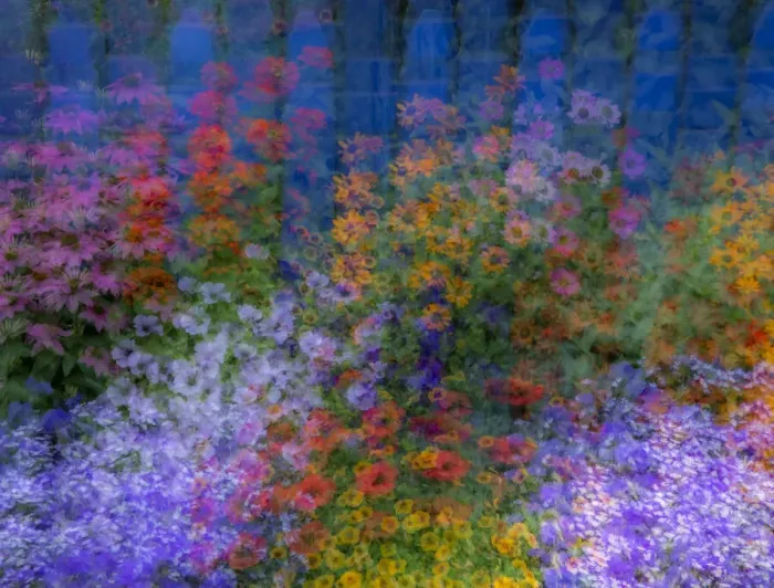 Framed Print : USA, Washington State, Pacific Northwest, Sammamish colorful flowers and blue picket fence multi exposures Framed Print : USA, Washington State, Pacific Northwest, Sammamish colorful flowers and blue picket fence multi exposures